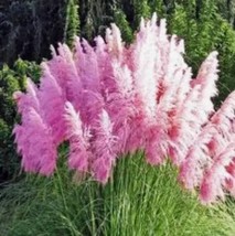 Pink Pampas Grass Seeds 200 Organic And Natural Grass Biofuel Green Environment  - $8.47