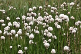 THJAR 25 Tawny Cottongrass Flower Seeds Eriophorum Virginicum Hare&#39;S Tail Cotton - £3.84 GBP