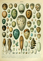 Adolphe Millot Posters: Flowers, Leaves, Fruit, Vegetable, Eggs, Nature Prints - £6.88 GBP+