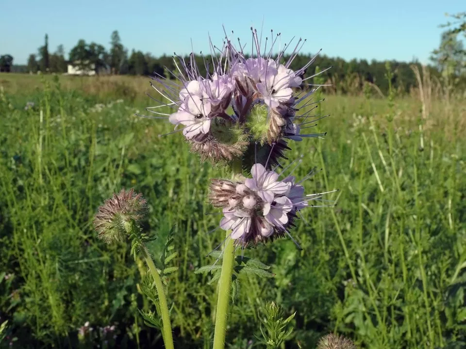 1000 LACY PHACELIA Seed Native Pollinators Drought Heat Cover Crop - $8.59