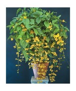 15+ Seeds Nong Nooch Vine House Plant Garden Flowers - $224.56 MXN