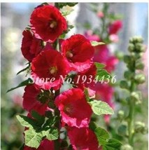 200 Miniature Hollyhock Bonsai DIY Home Decoration Alcea Rosea Pcs Garde... - $18.50