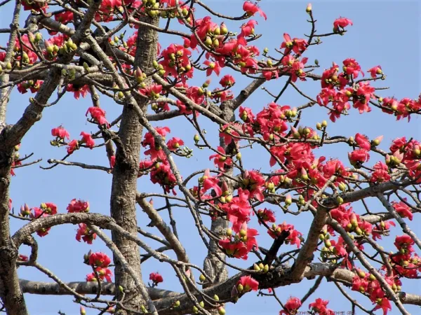 10 Red Silk Cotton Tree Bombax Ceiba Kapok Tropical Flower Fresh Seeds - £13.30 GBP