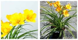 Live Plant Bulb 3 Fan Clump STELLA D&#39;ORO Daylily Tiger Lilies Clump  - £39.57 GBP