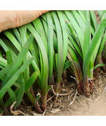 Shandong Traditional Red Root Leek Seeds Rich in Anthocyanins High Begin... - $281.80 MXN