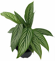 4&quot; Pot Calathea Uncommon Vittata Peacock Live Plant Easy Houseplant Indoor - £60.74 GBP