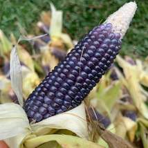 90 Pcs Rio Grande Blue Ornamental Corn Seeds #MNTS - £15.66 GBP