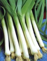 SHIPPED FROM US 1000 Chinese Leek Oriental Garlic Flat Chive Allium Seed, LC03 - £15.18 GBP