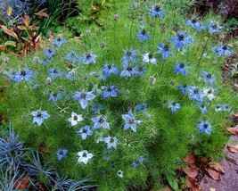 Nigella Damascena Hair Of Venus Love-In-A-Mist Ragged Lady 100 Seeds USA Garden - £8.94 GBP