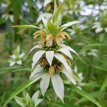 50 Monarda Spotted Bee Balm Seeds Deer Resistant Perennial Flower Gift - £14.35 GBP
