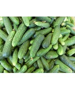 Cucumber, Boston Pickling (Cucumis sativus) - 30 Seeds - $7.50