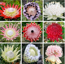 50 Fresh Protea CynaroidesFlower Variety Complete (Mixed Color) - (Color... - $7.99