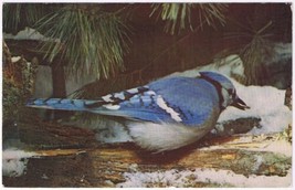 Postcard Bird Blue Jay Massachusetts - £2.35 GBP