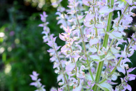 50 White Swan Clary Sage Salvia Viridis Horminum Herb Flower Seeds - £6.27 GBP