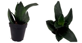 4&quot; Pot Whitney Snake Plant - Sansevieria - Impossible to kill! - Live Plant - £33.68 GBP