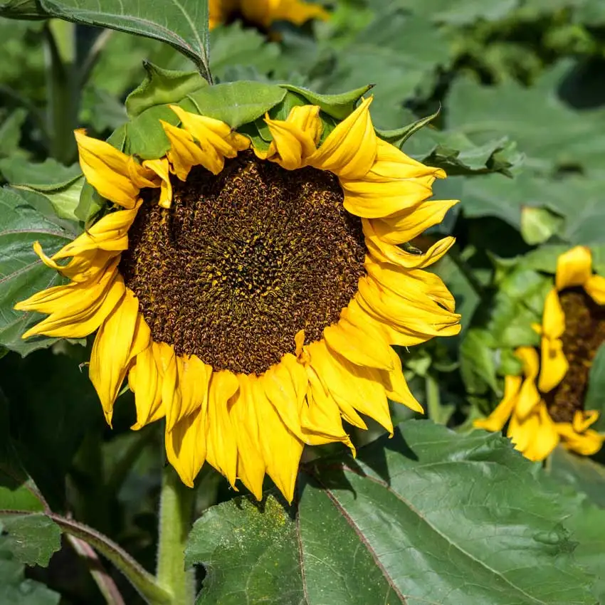 Sunflowers seeds sun spot dwarf cola - $15.78