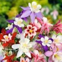  Columbine Mckana Giants 150++SEEDS |Perennial Flower Mixed Colors - £7.90 GBP