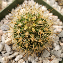 Cactus Neochilenia Chilensis Flaviflora Cacti Succulent Real Live Plant  - $37.38