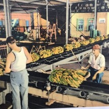 New Orleans Banana Ship Side Harbor Postcard Vintage Linen Dock Workers - £7.84 GBP