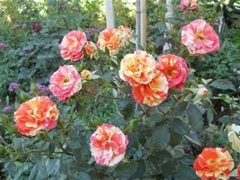 100 Seeds Yellow Candy Stripe Rose Seeds flower - $30.00