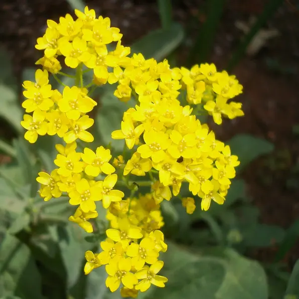 250 seeds Basket Of Gold Alyssum  - £2.12 GBP