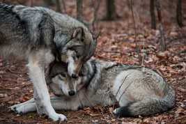 FRAMED CANVAS ART PRINT affectionate wolves grey gray wildlife photograph - $39.59+