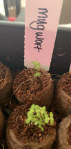 SEPTH 100+ Mugwort Wormwood Herb Seeds Magic Medicinal Culinary Heirloom... - $5.99