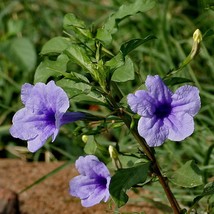 New Fresh USA Seller Ruellia Tuberosa Feverroot Iron Root Meadow Weed Minnieroot - £14.65 GBP