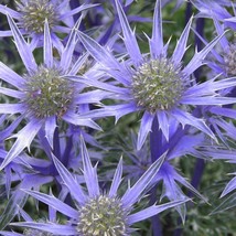 Florist Choice Blue Star Sea Holly Eryngium Planium 50 Seeds Drought Tolerant Fa - £7.62 GBP