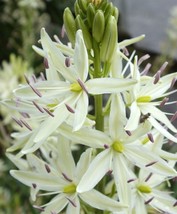 PowerOn 30+ Camas Bold White Perennial Flower Seeds / Great For Bouquets - £5.76 GBP