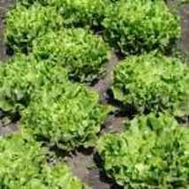Broadleaf Endive Lettuce Seeds - Organic - Non Gmo - Heirloom 20 Seeds - $11.50