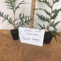 50 Thuja Green Giant Arborvitae  50 plants-3" pot image 5