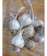 7 Heirloom Small Garlic Allium sativum Variety Bulbs - €9,39 EUR