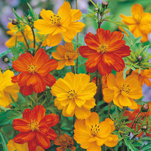 100 Seeds Of Cosmos Polidor Mix Citrus Shades Mother Natures Seeds - £7.07 GBP
