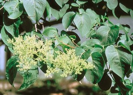 Sell Store Japanese Tree Lilac Syringa Reticulata 25 Seeds From US - £7.01 GBP