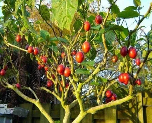 10 Tomato Tree Bonsai Seeds For Planting Tamarillo Cyphomandra Betacea U... - £13.10 GBP