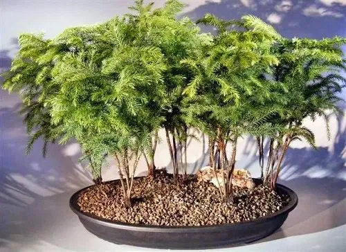 Dawn Redwood Bonsai Tree Grove Metasequoia Glyptostroboides Bonsai, 50 PCS SEEDS - £12.28 GBP