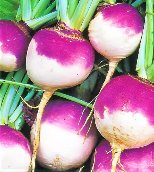 Purple Top White Globe Turnip Seeds 500+ Seedsnon Gmo Fresh Garden - £3.13 GBP