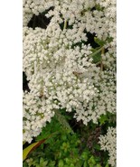 California Buckwheat seeds (Eriogonum fasciculatum) Mojave FREE SHIPPING - $3.95