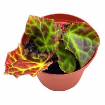 Begonia Rajah, 4 inch pot, Extremely Rare Homegrown Exclusive, Pink - $27.83