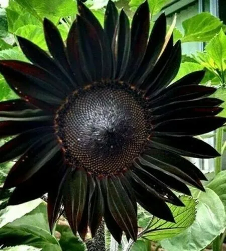 Black Beauty Sunflower 50 Seeds Combined Shipping R Garden - $10.98
