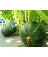 Organic Kabocha Squash - Japanese Pumpkin - 15 Seeds - £10.40 GBP