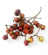 Thai Protium serratum BURSERACEAE 10 Seeds ThailandMrk - $5.00