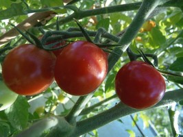 Ambrosia Red cherry tomato - super sweet and productive - $4.95
