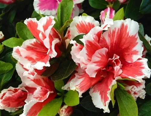 Mardi Gras Azalea Rhododendron Deciduous Starter Plant Red White Bi Color Garden - £31.25 GBP
