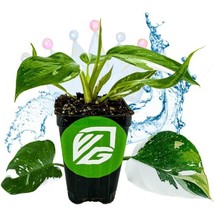 Item image 1 image 1