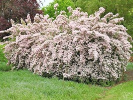 25 Ruys Pink Beauty Bush Seeds Kolkwitzia Amabilis Gardening Beautiful USA SHIPP - $9.00