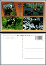 Vintage ANIMAL Postcard - Moose Views GG4 - €2,45 EUR