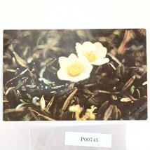8-Petaled Mountain Avens Flower Alaska Vtg 1960s Postcard Dedman&#39;s Photo... - $6.88
