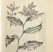 1905 False Spikenard Flower Print Pen &amp; Ink Lithograph Antique Art 6.75 x 3.75&quot; - £13.93 GBP